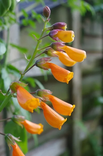 Chilean Glory Vine