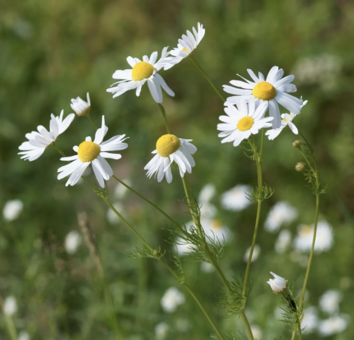 Bodegold Chamomile
