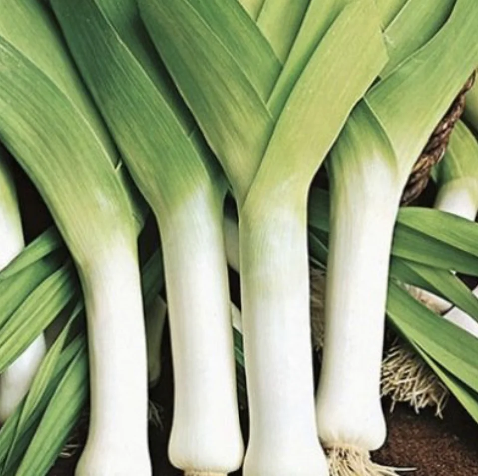 Jaune du Poitou Leek