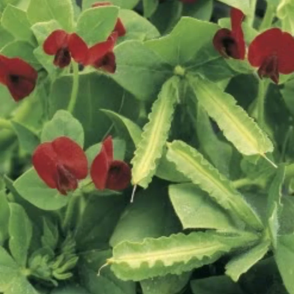 Winged Asparagus Pea