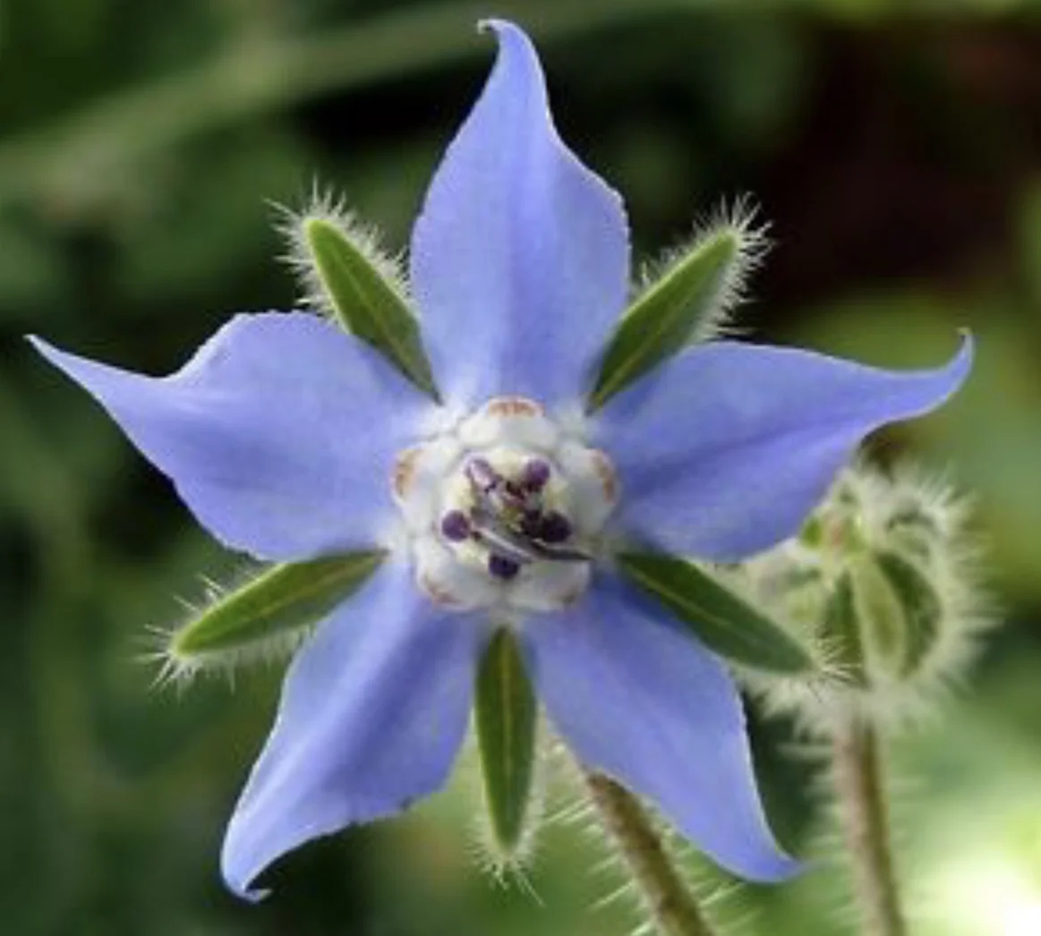 Borage