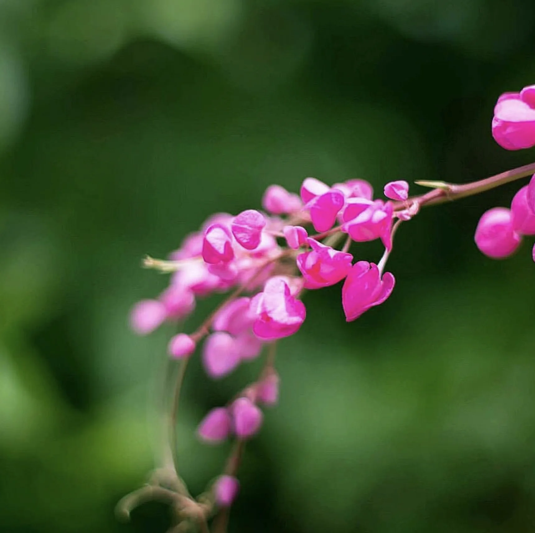 Pink Coral Vine