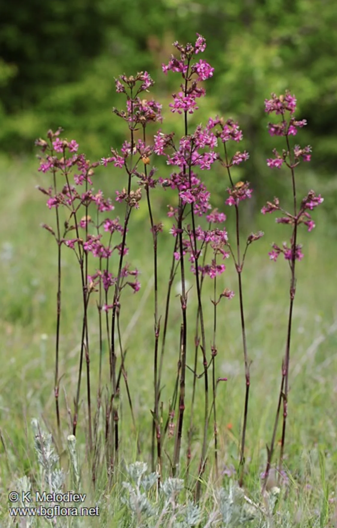 Lychnis viscaria 'atropurpurea'