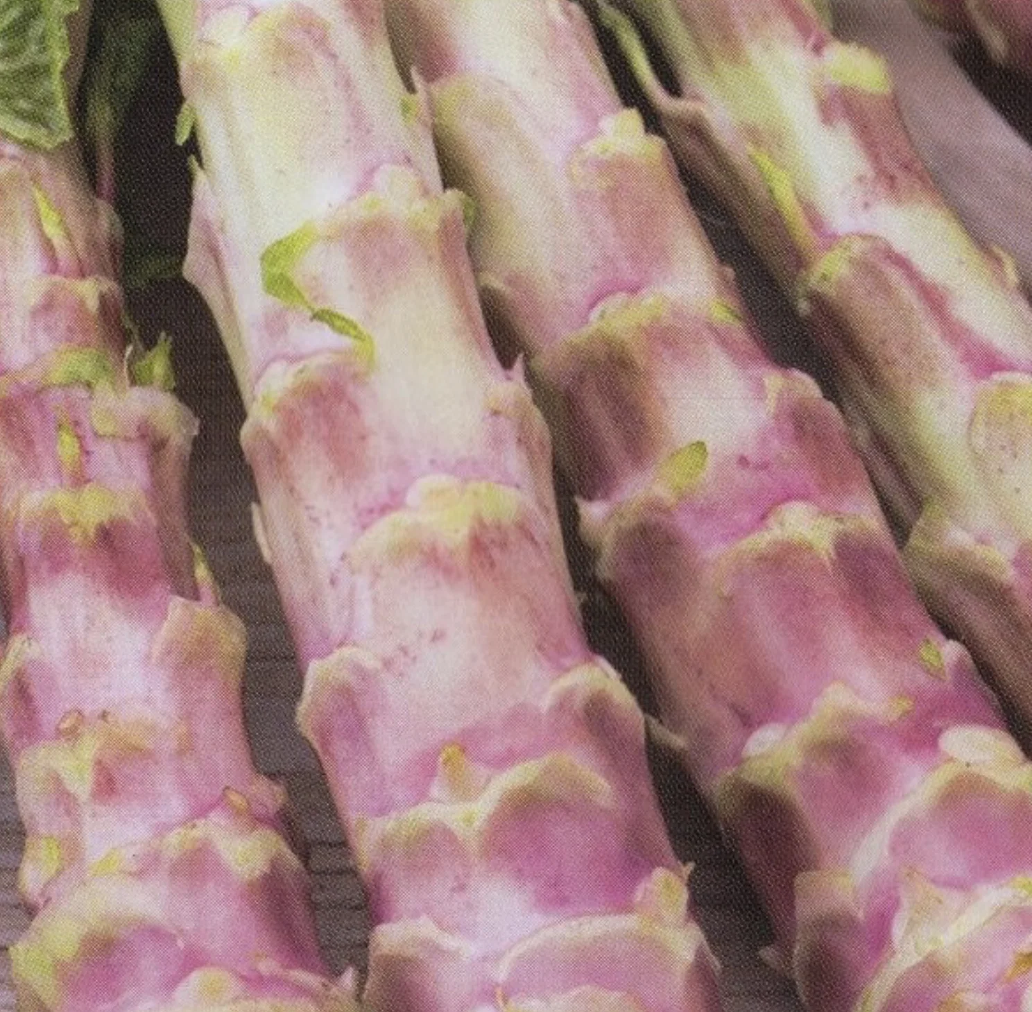 Pink Asparagus Lettuce