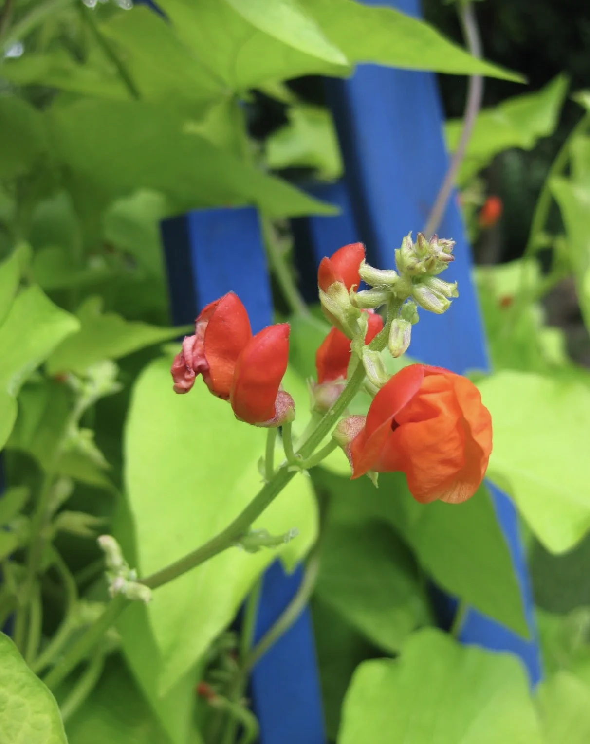 Golden Sunshine Runner Bean