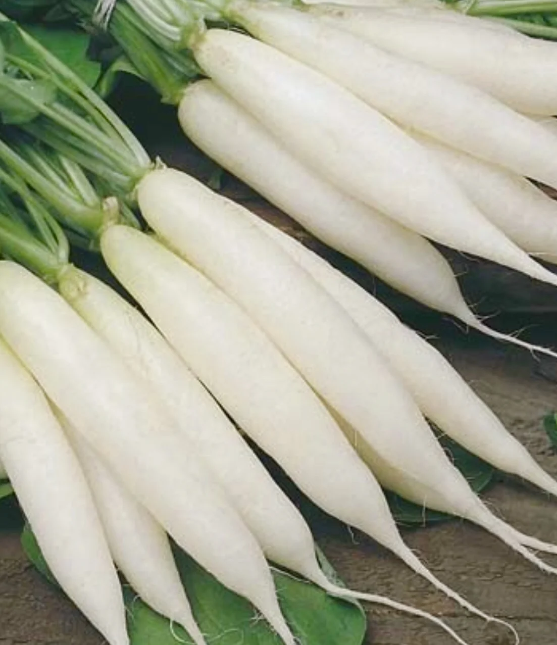 White Icicle Radish