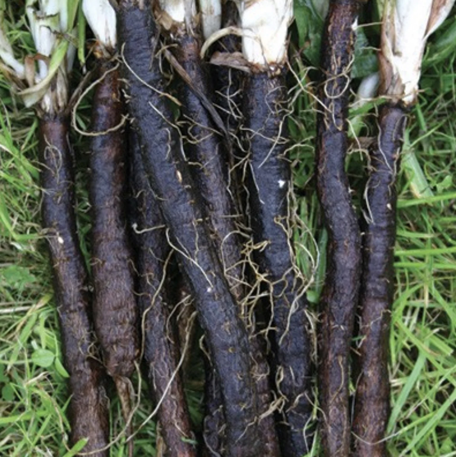 Black Salsify