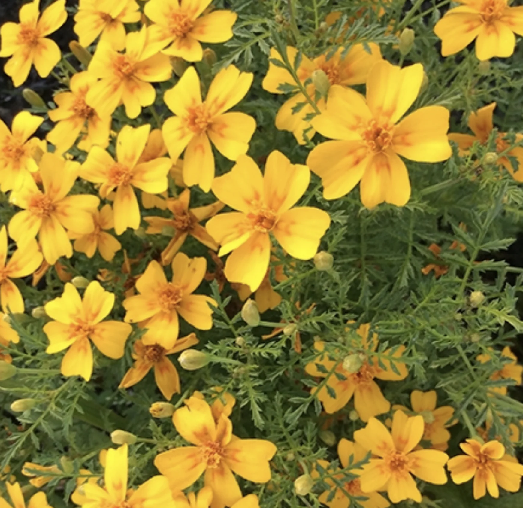 Tangerine Gem Marigold