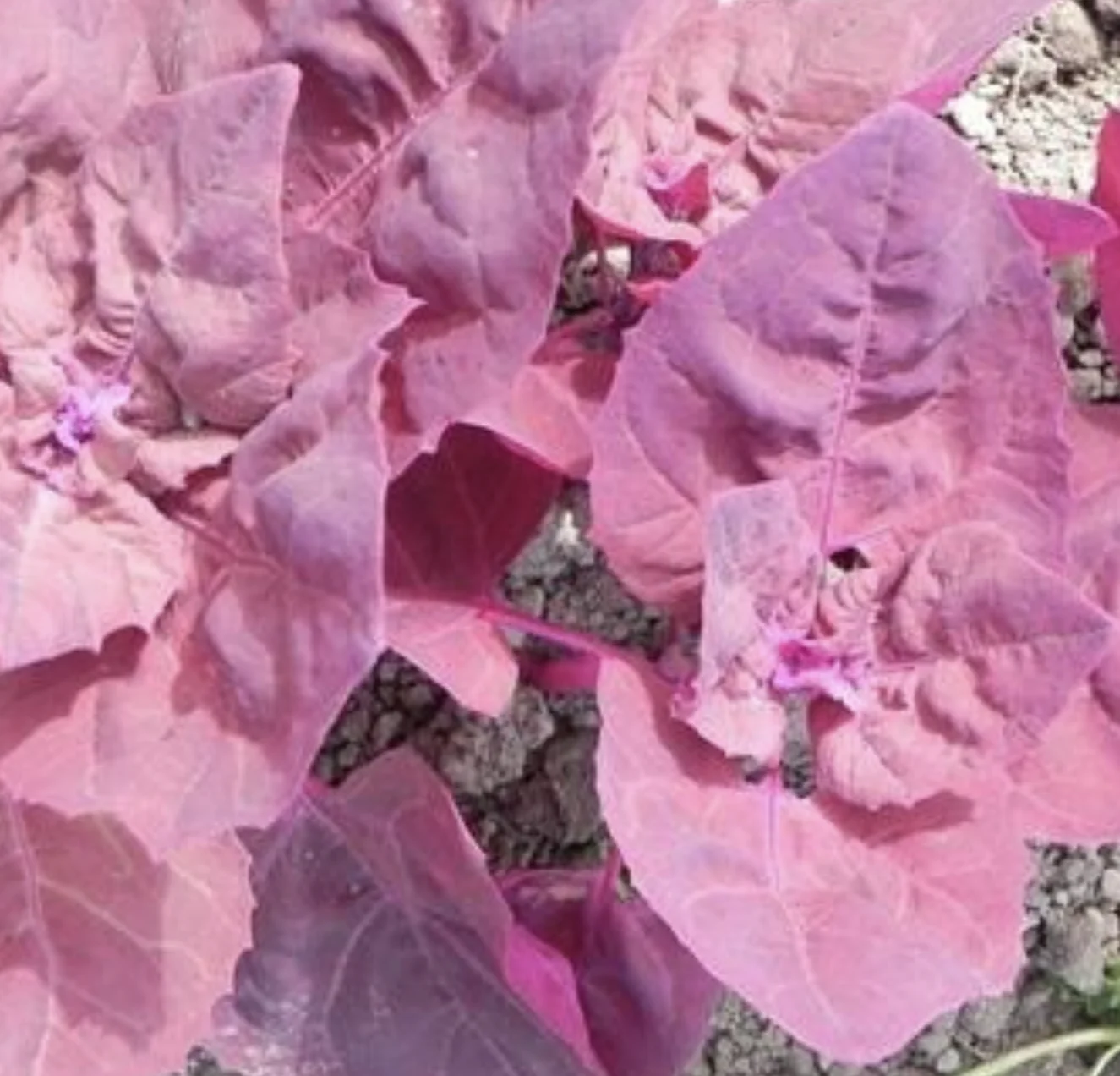 Magenta Magic Orach