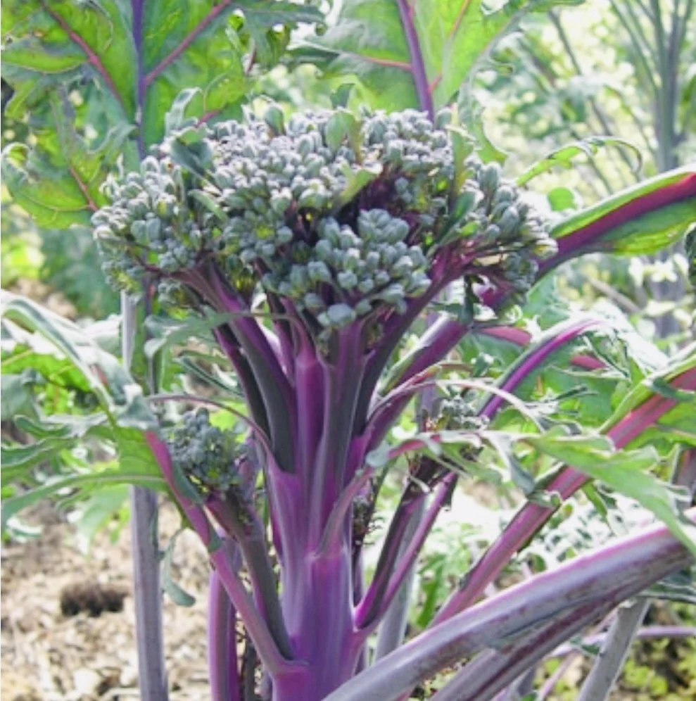 Purple Peacock Broccoli