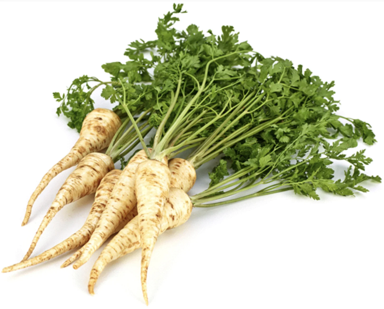 Parsley Root 'Berliner'