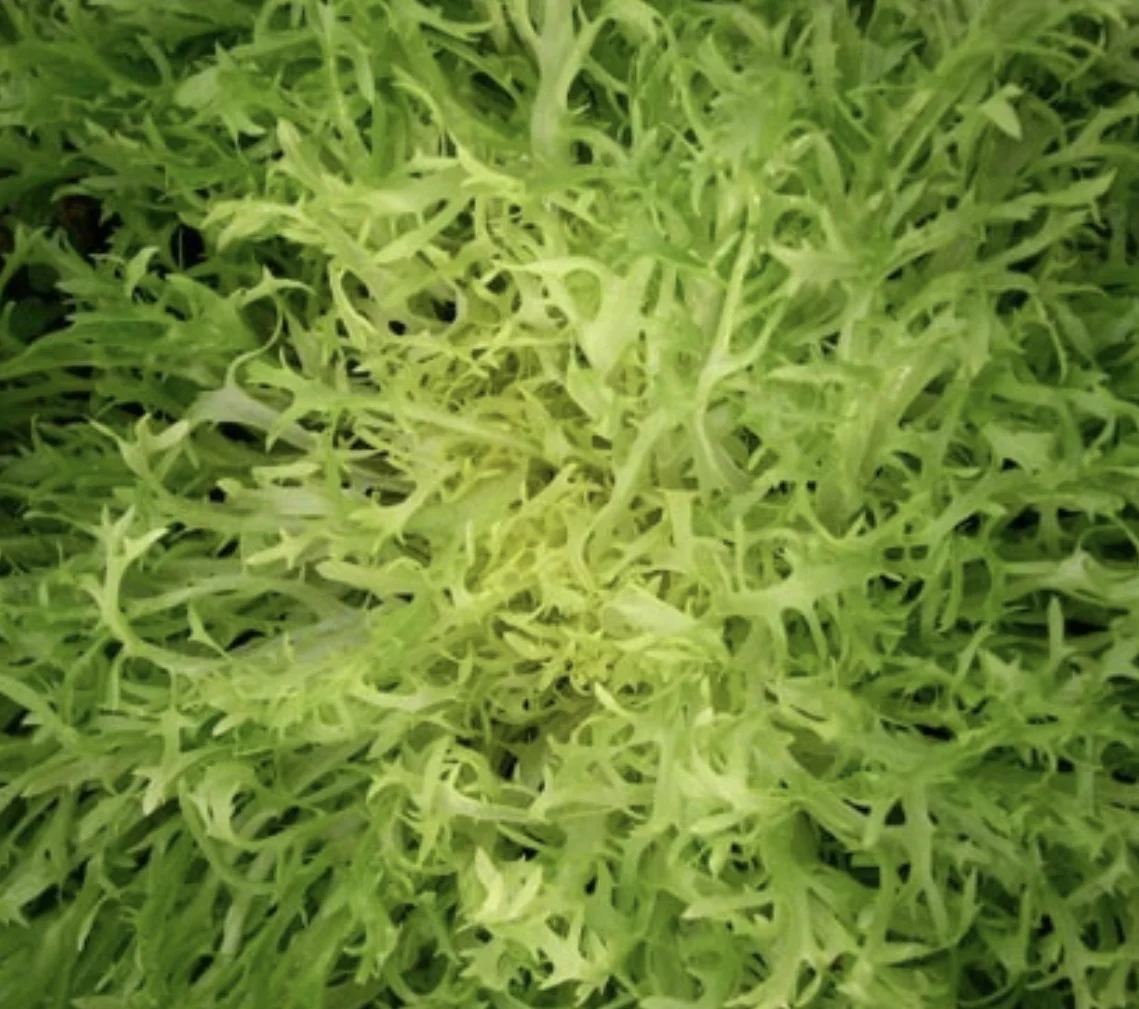 Frisée