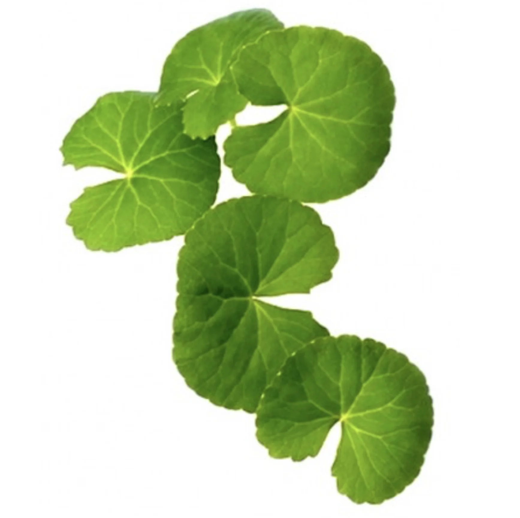 Gotu Kola