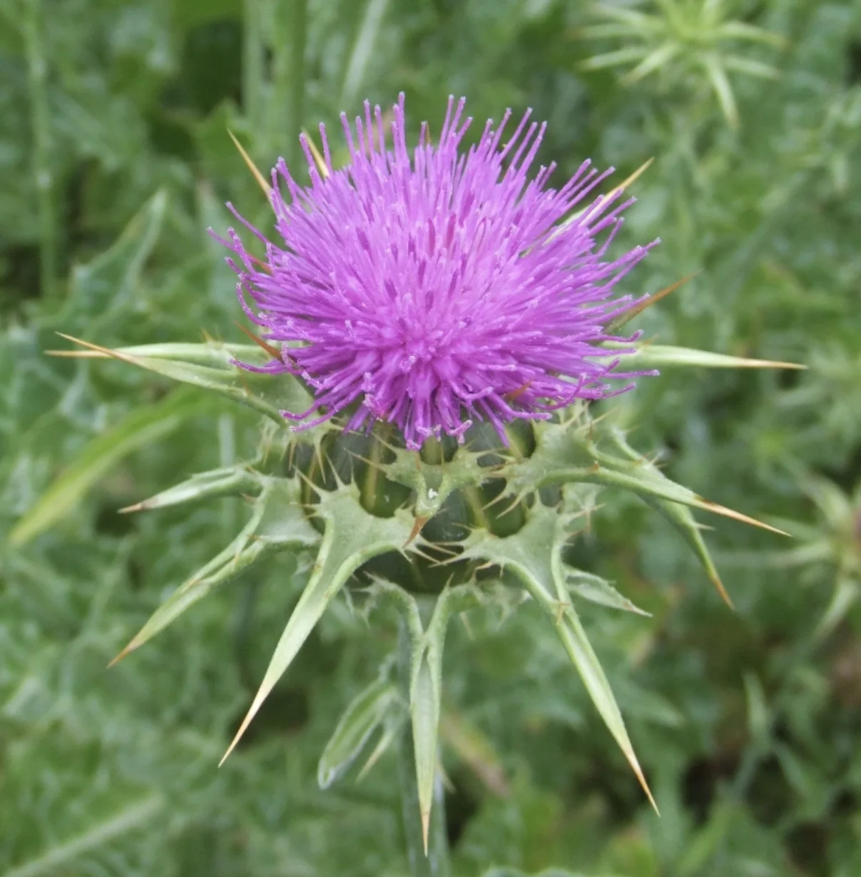 Milk Thistle