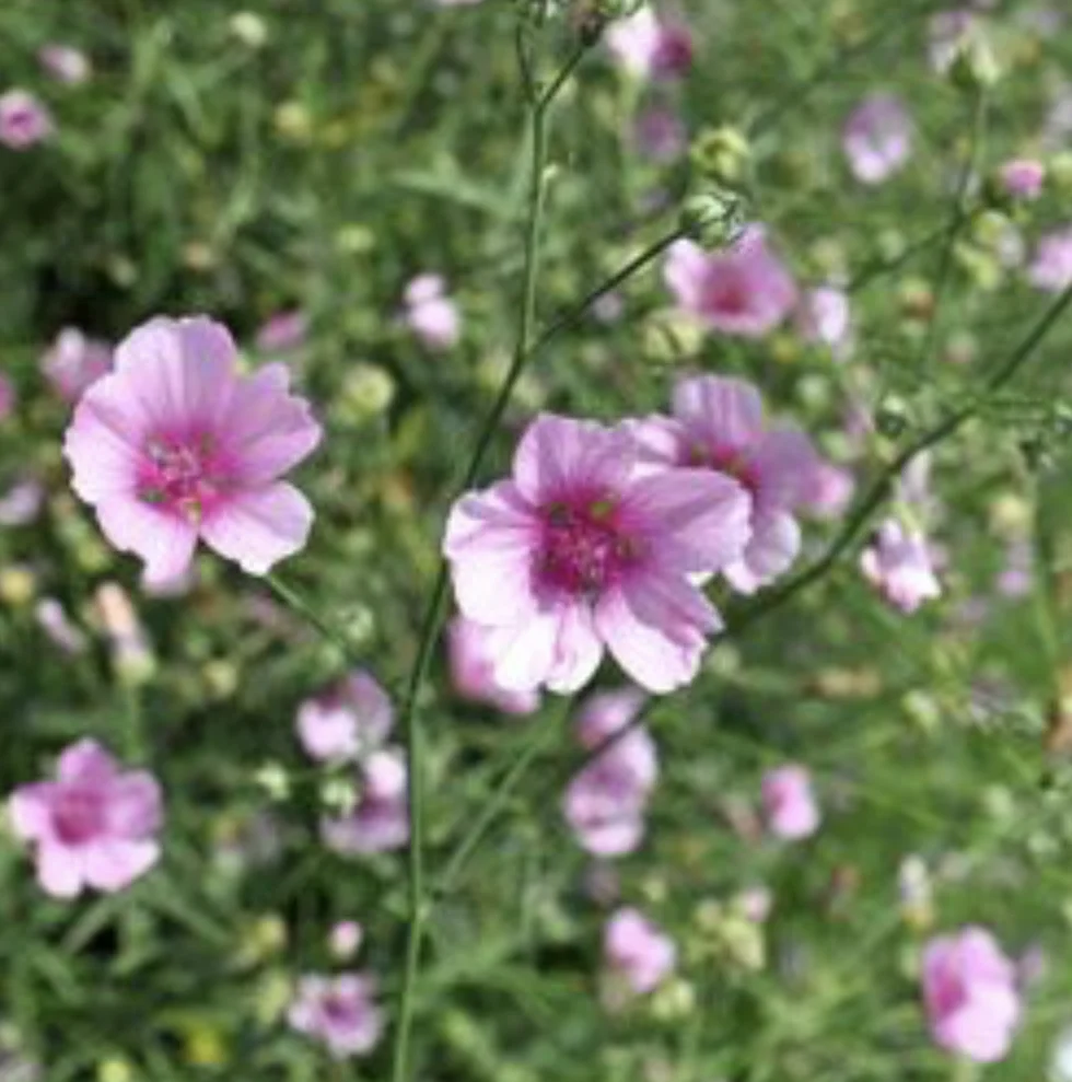 Althaea Cannabina