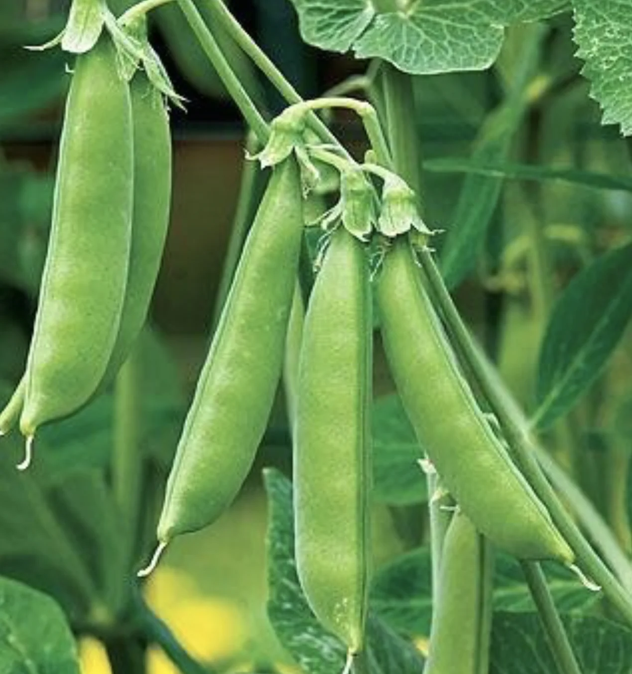 Sugar Snap Peas
