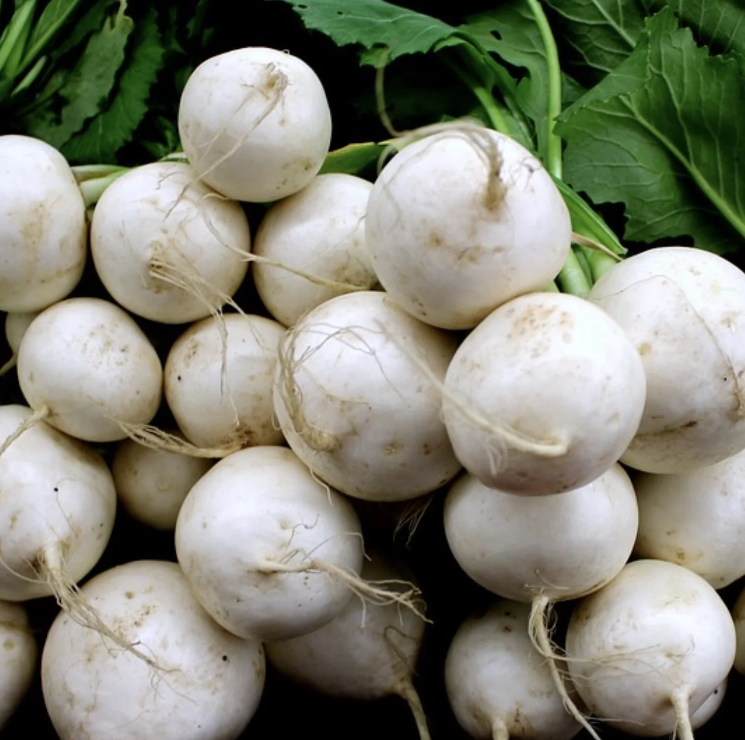 White Egg Turnip