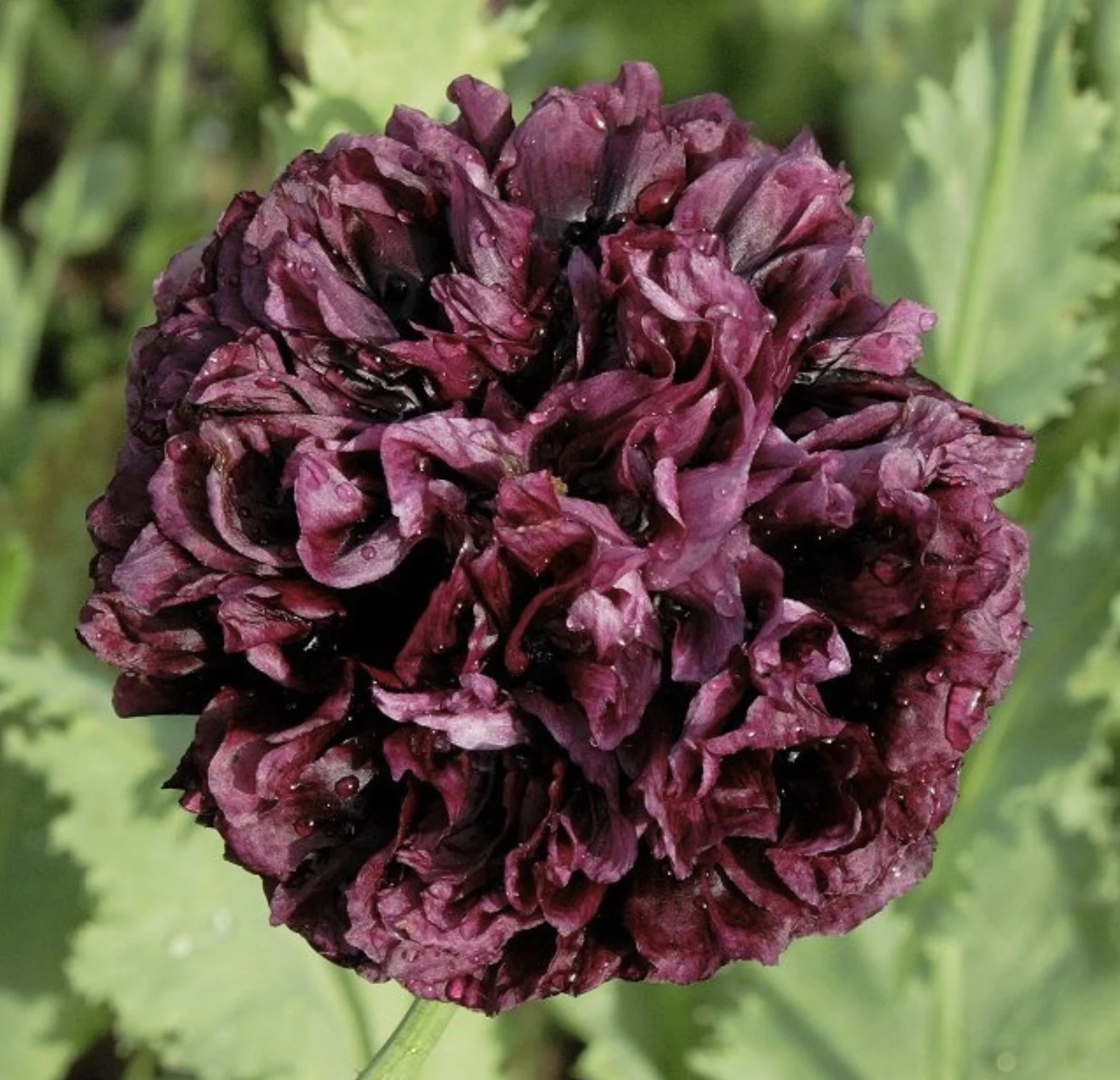 Black Peony Poppy