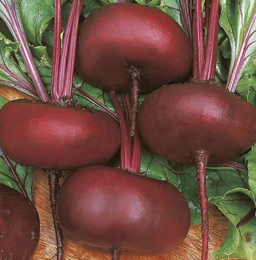 Flat of Egypt Beet