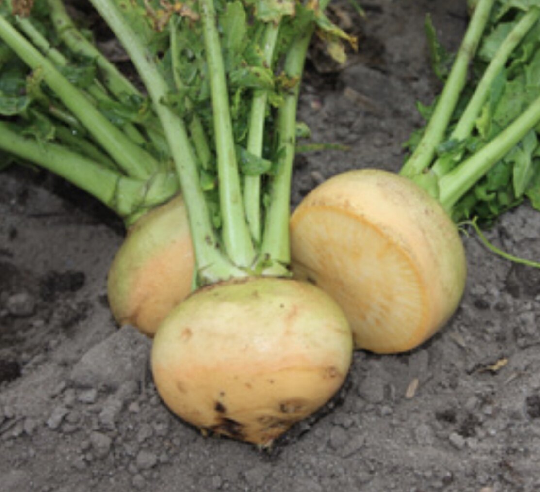 Boule d'Or Turnip