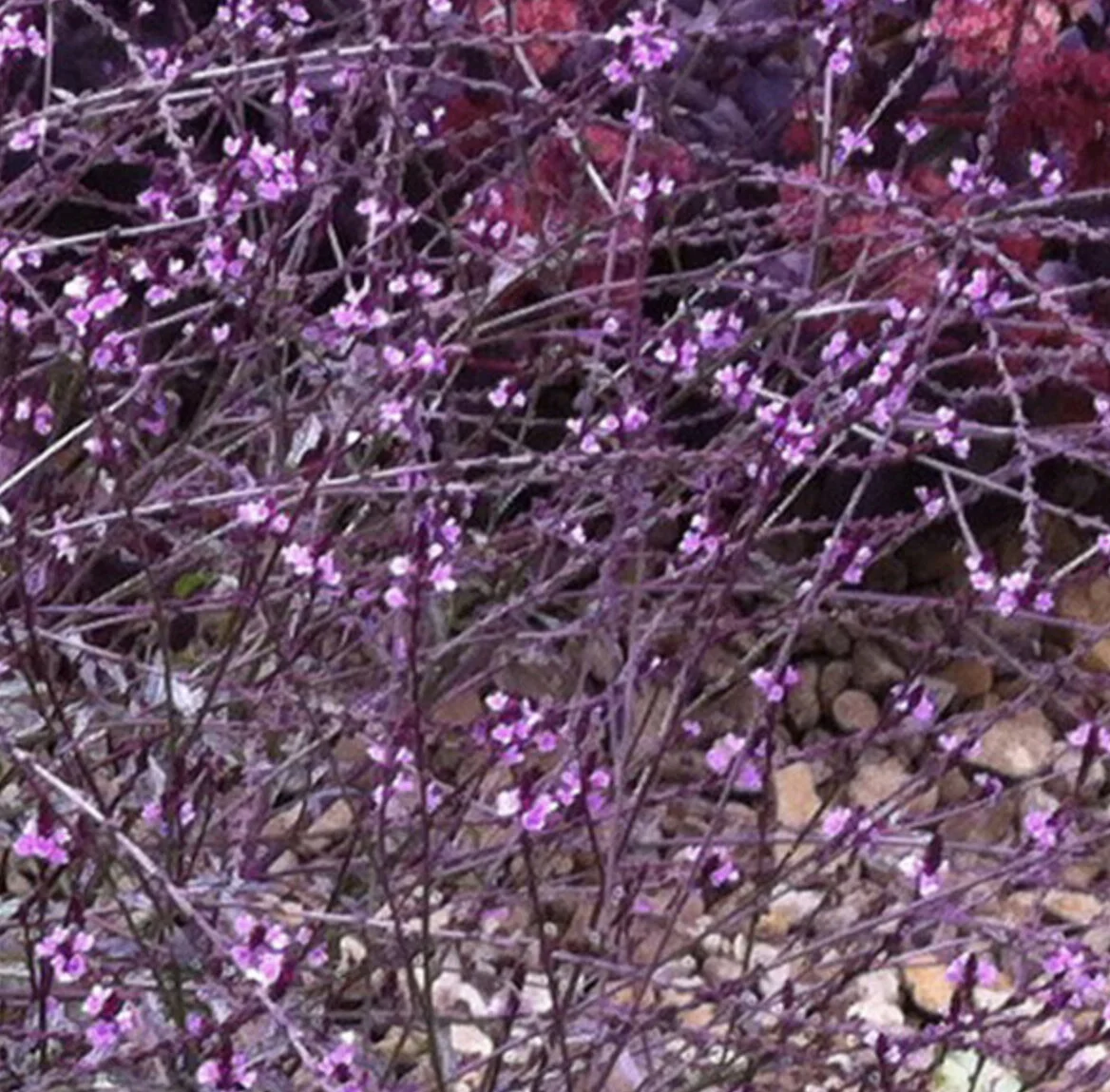 Verbena 'Bampton'
