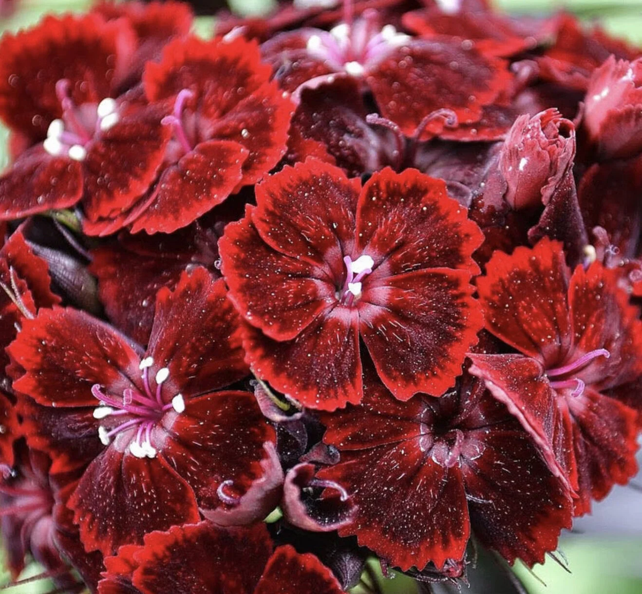 Blood Red Sweet William