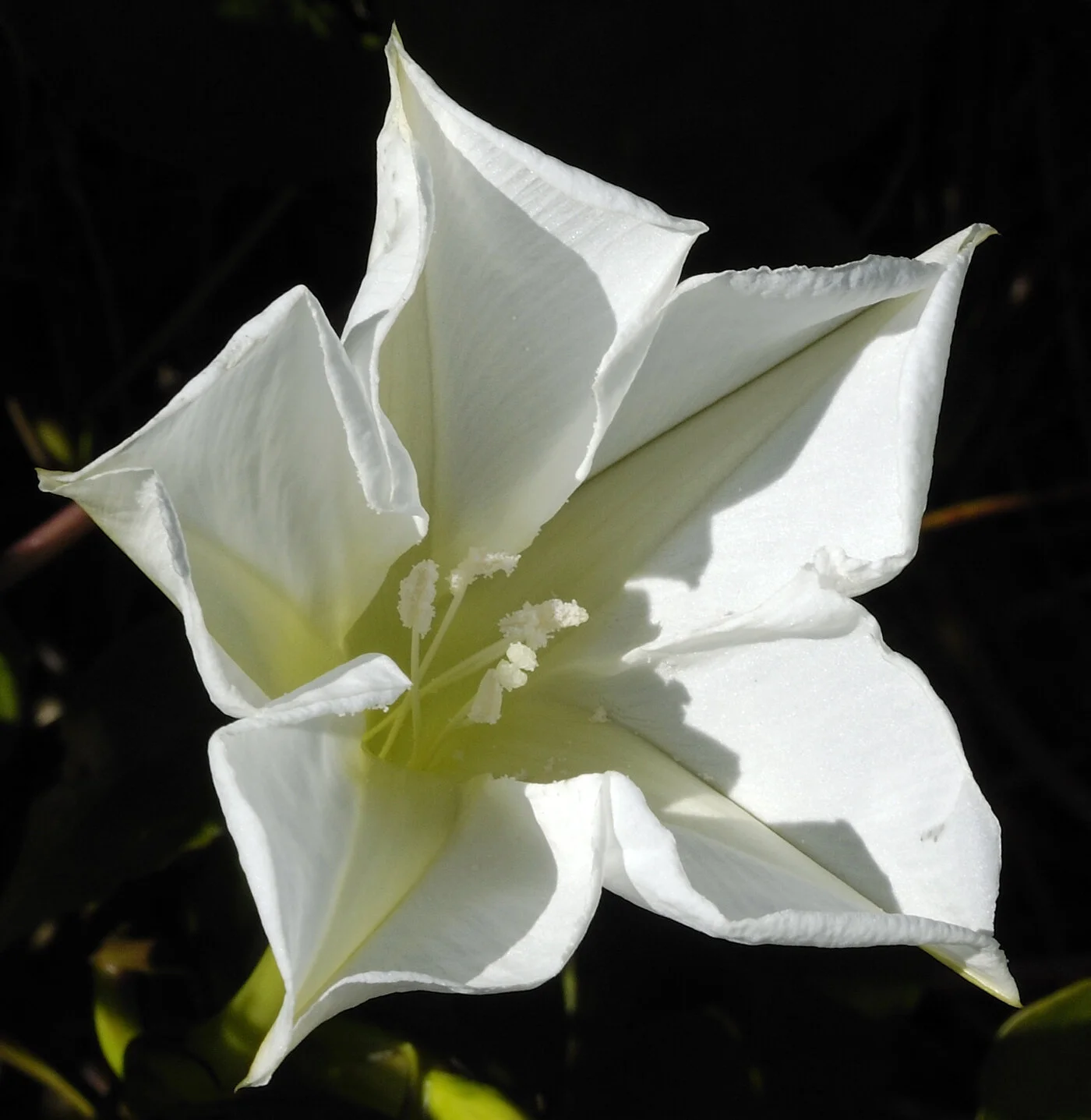 Giant Moonflower