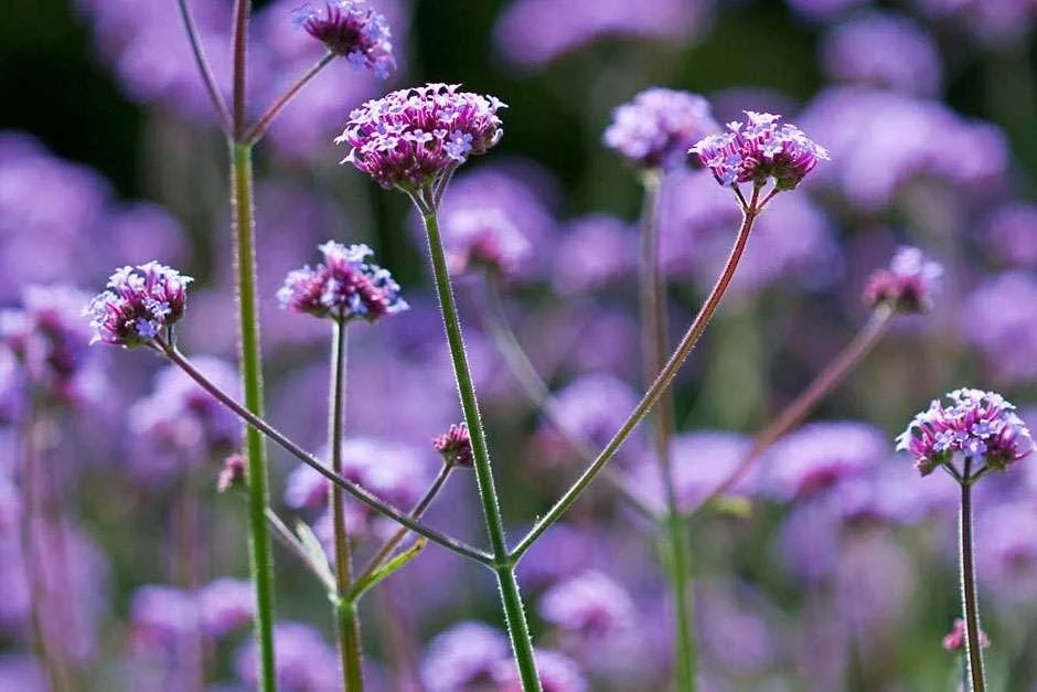 Tall Verbena