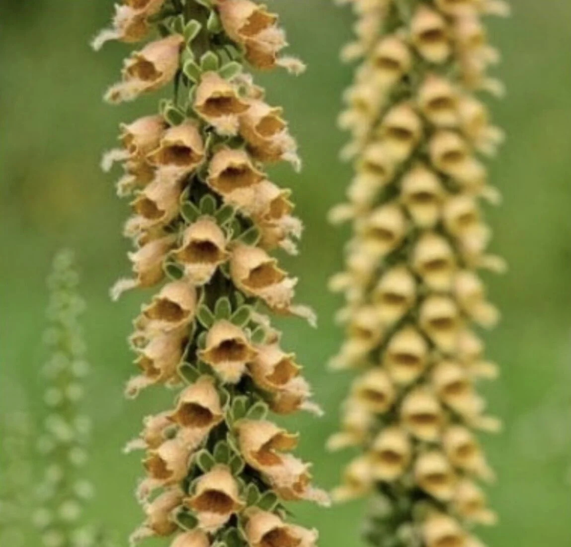 Rusty Foxglove 'Gigantea'
