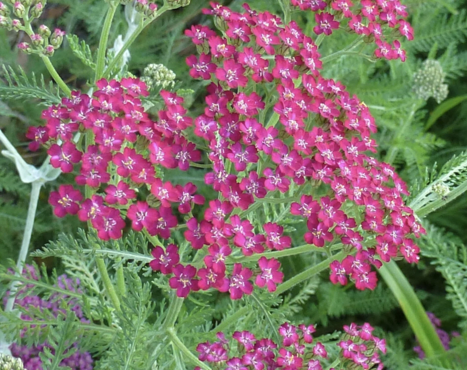 Achillea 'Cassis'
