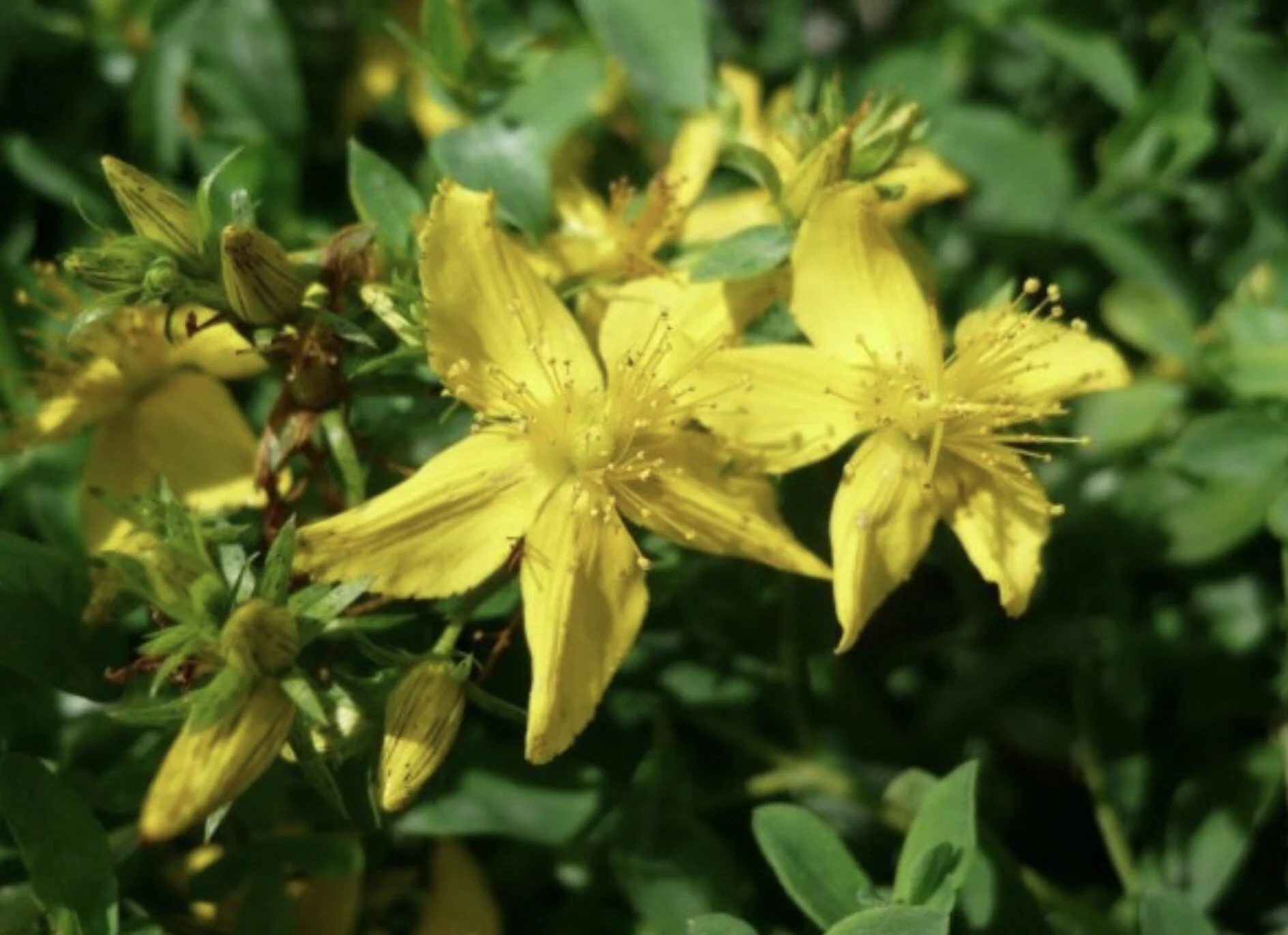 St. John's Wort 'Topas'