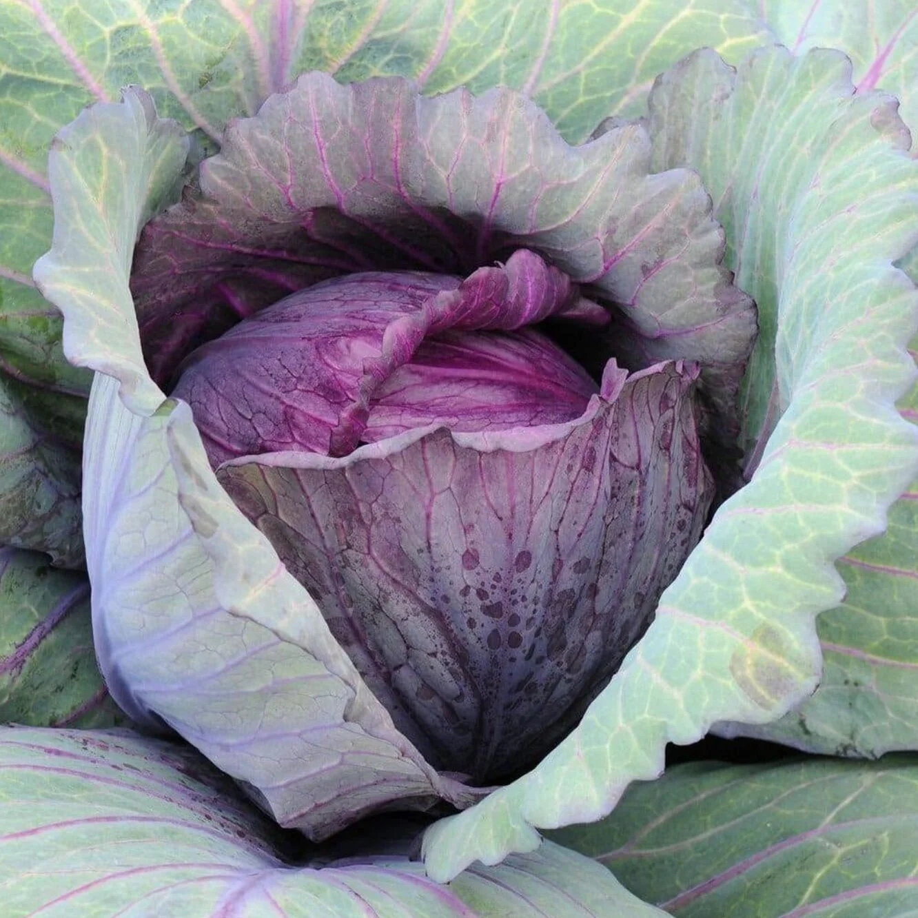 Red Acre Cabbage
