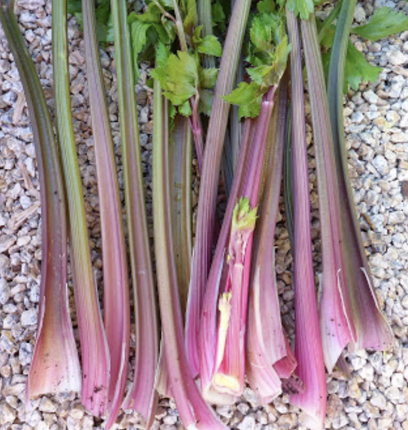 Pink Plume Celery