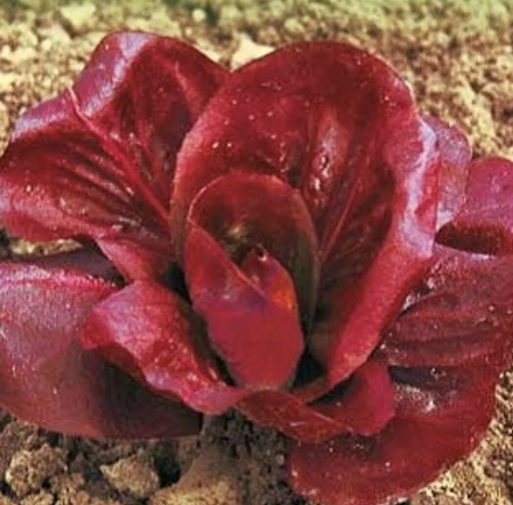 Radicchio Grumolo Rossa