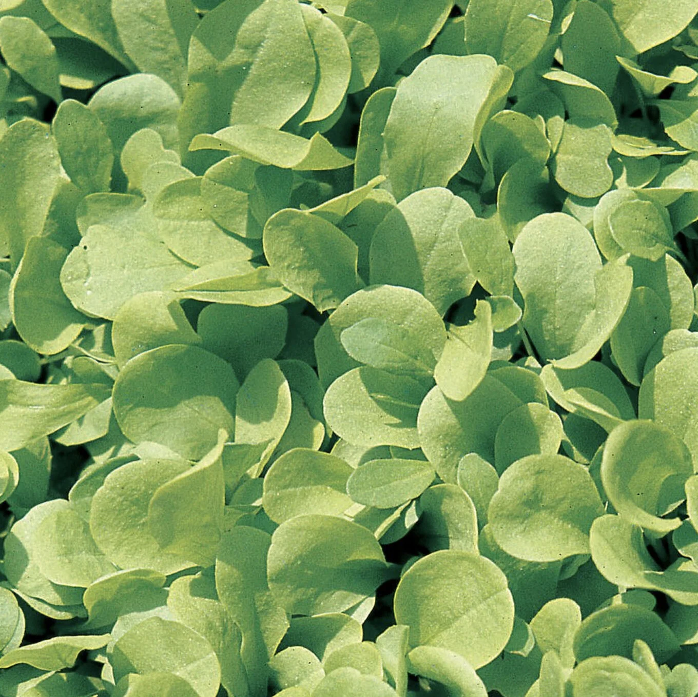 Zuccherina di Trieste