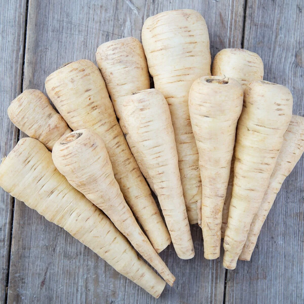 Turga Parsnip