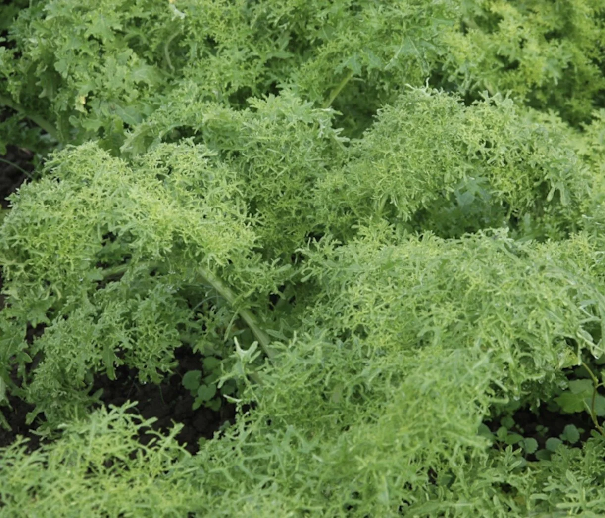 Golden Frill Mustard