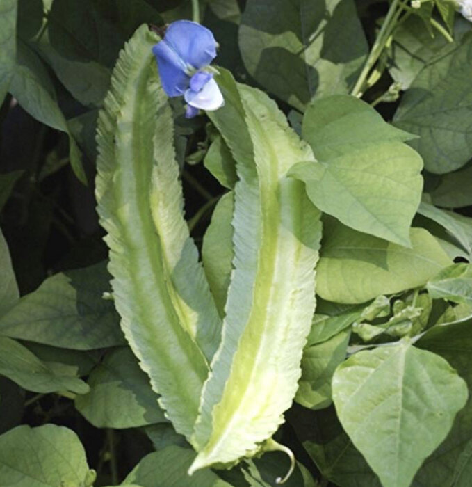 Winged Asparagus Bean
