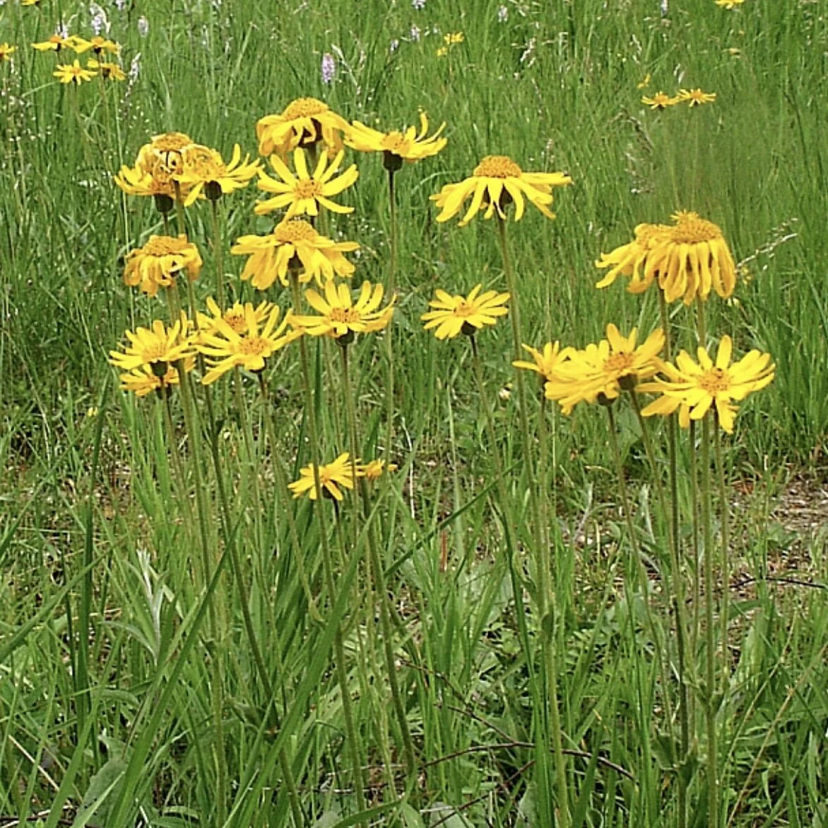 Arnica 'Arbo'