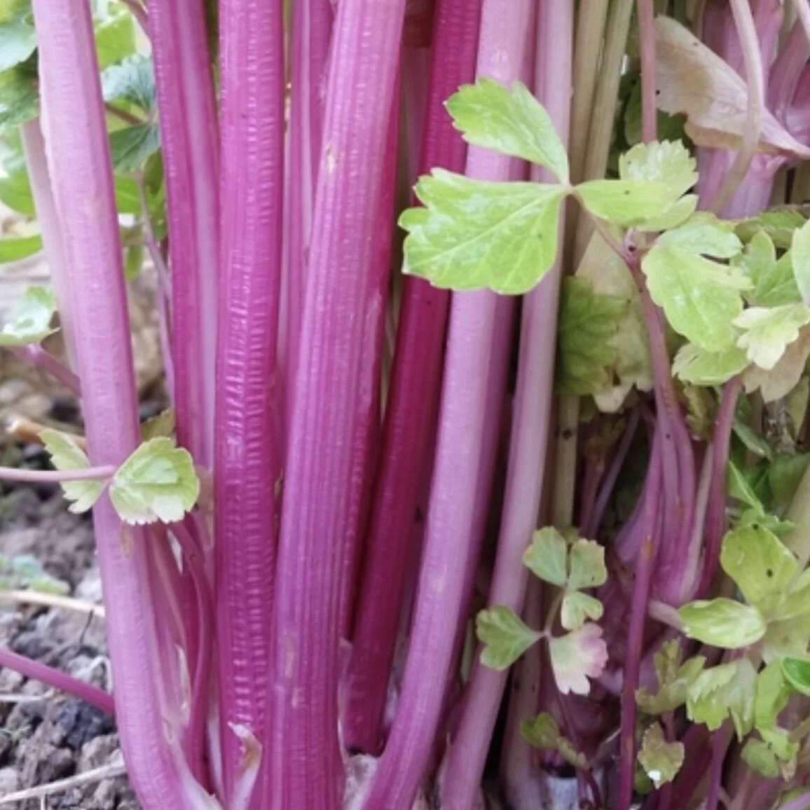 Chinese Pink Celery