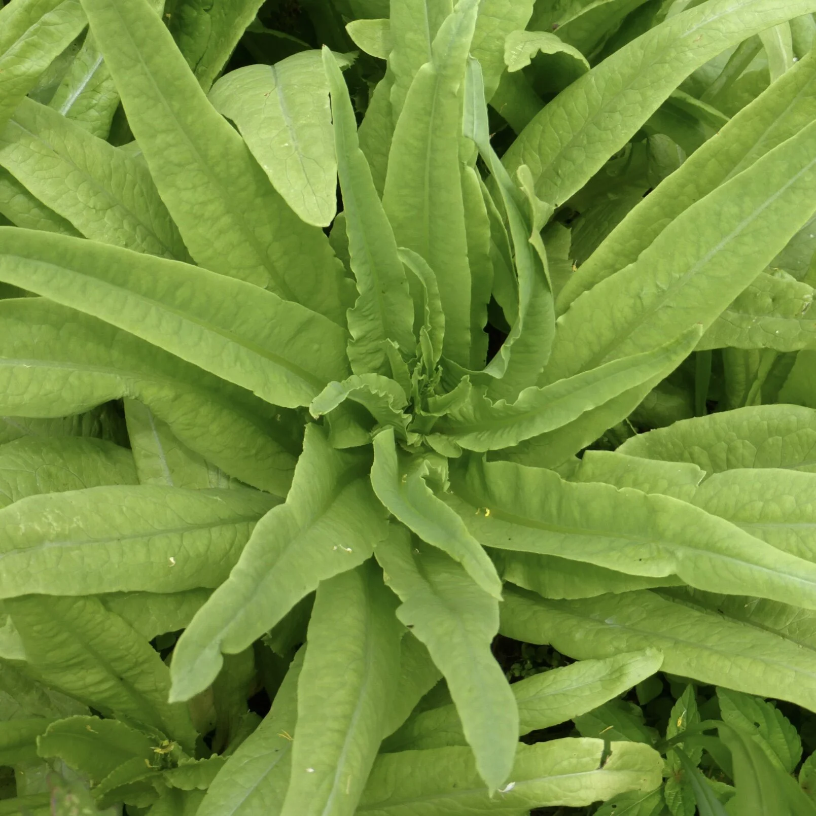 Sword Leaf Celtuce