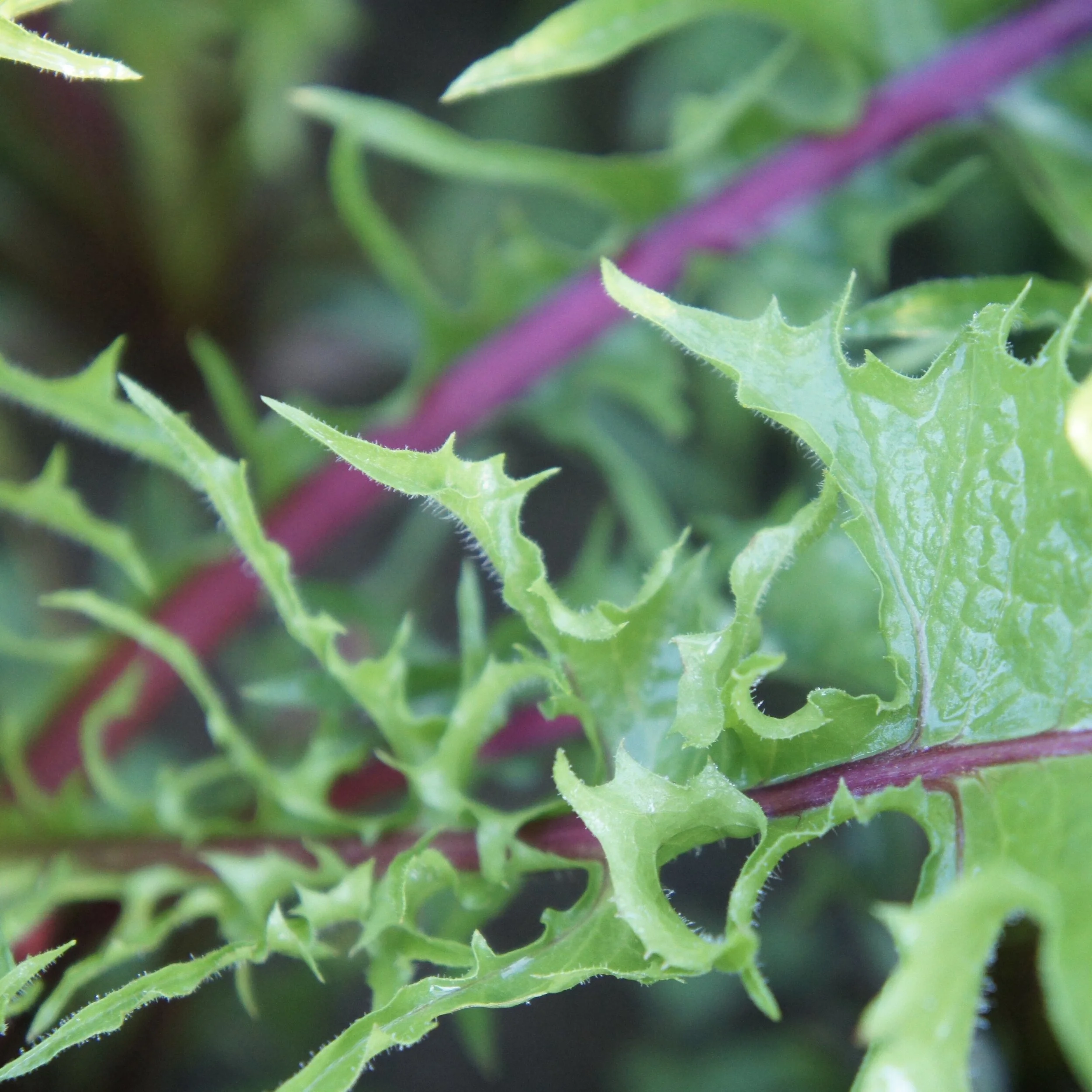 Cicoria Rossa Italiana