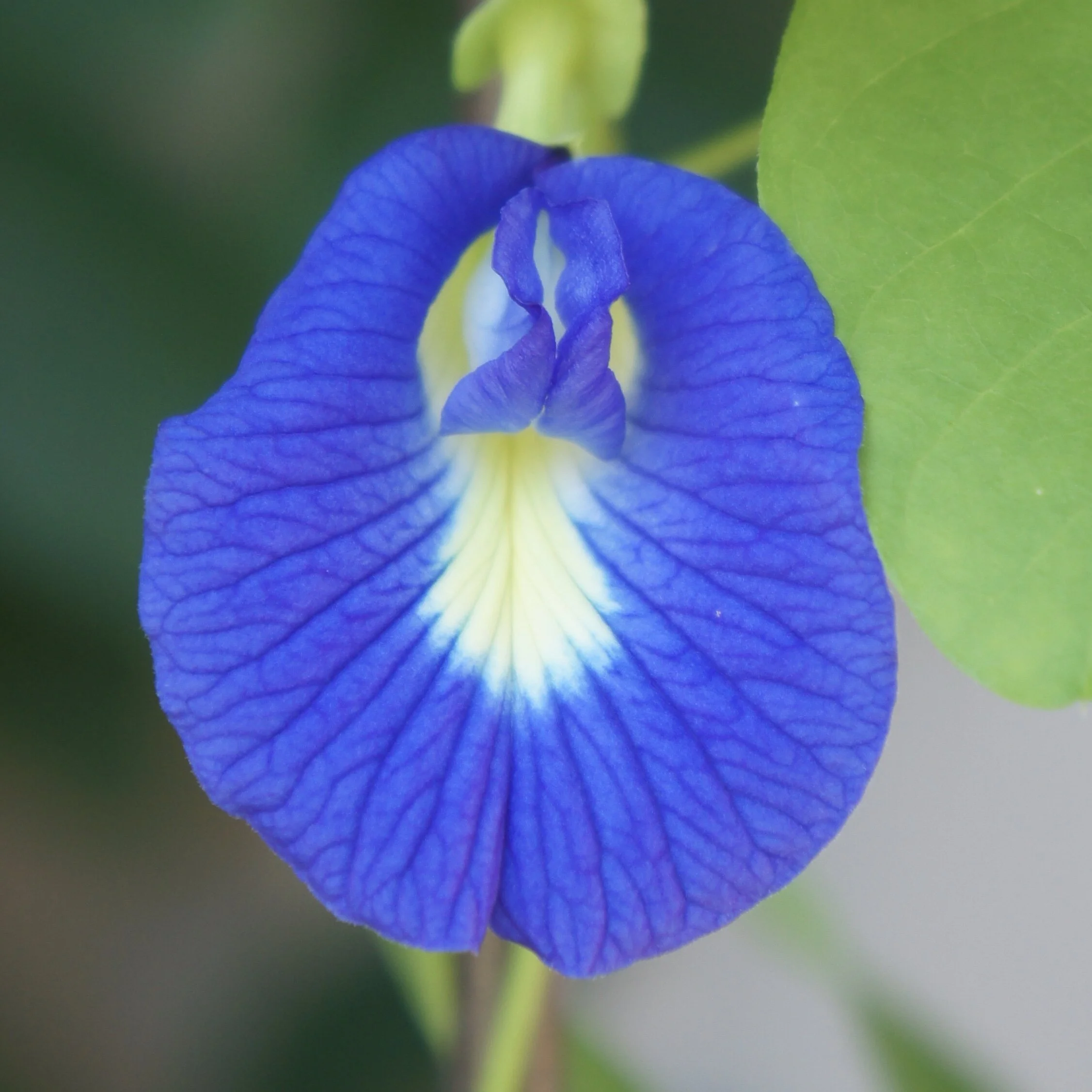 Blue Butterfly Pea