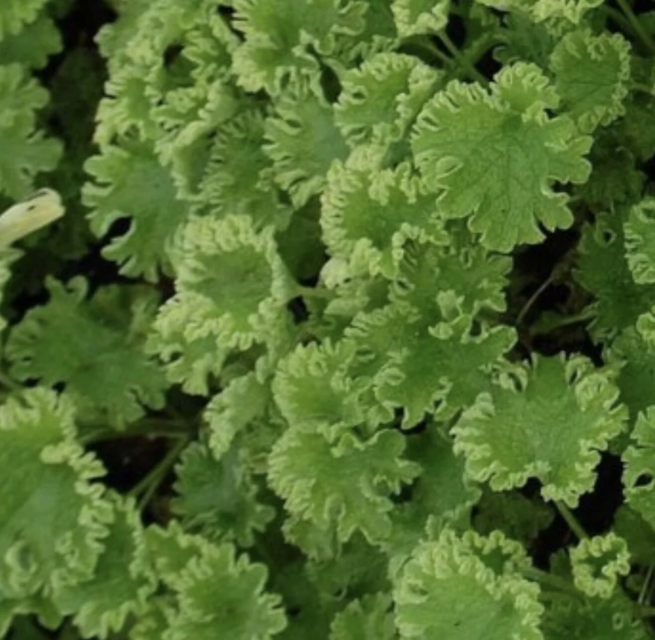 'Grobbebol' Motherwort