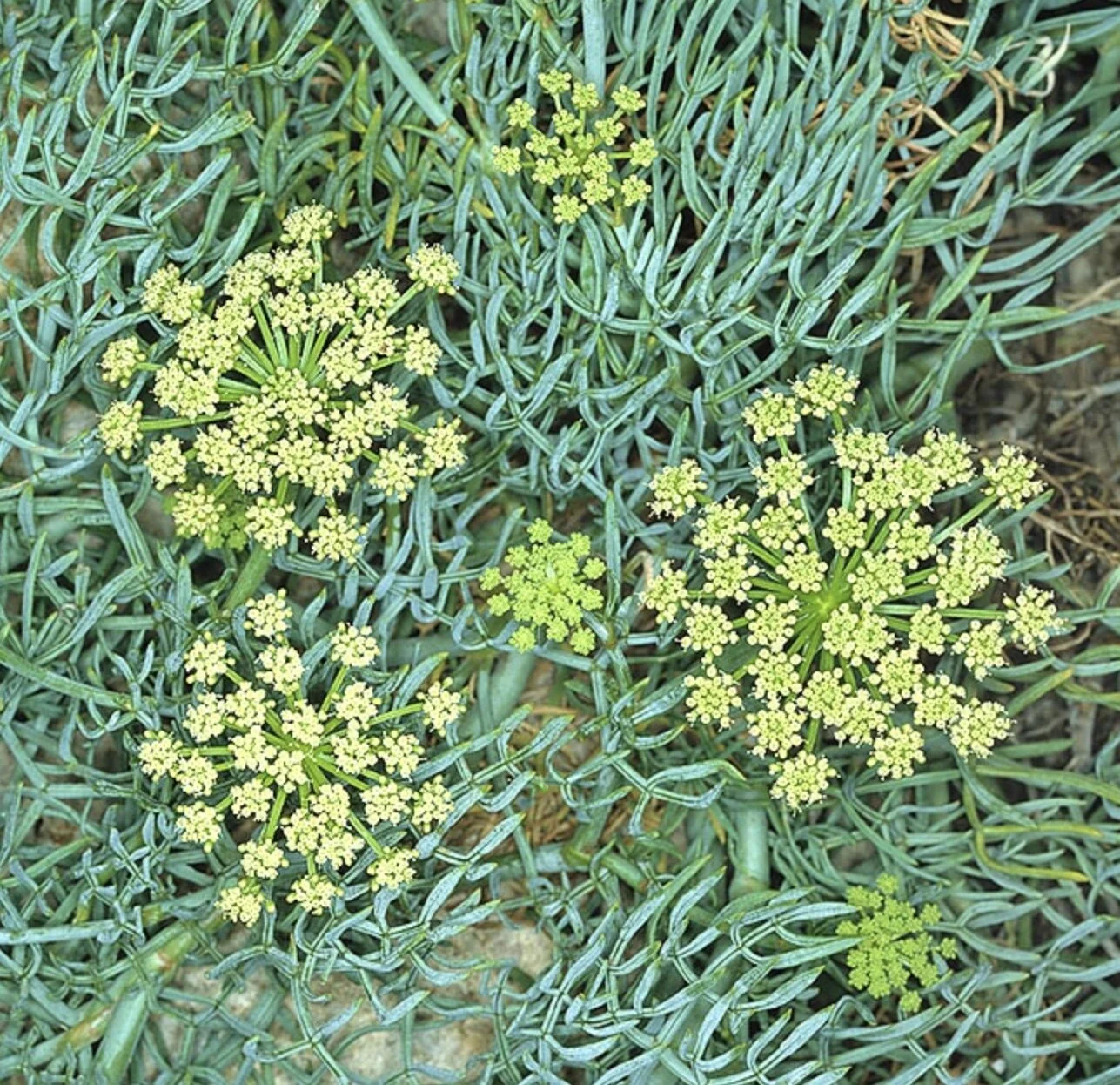 Sea Fennel