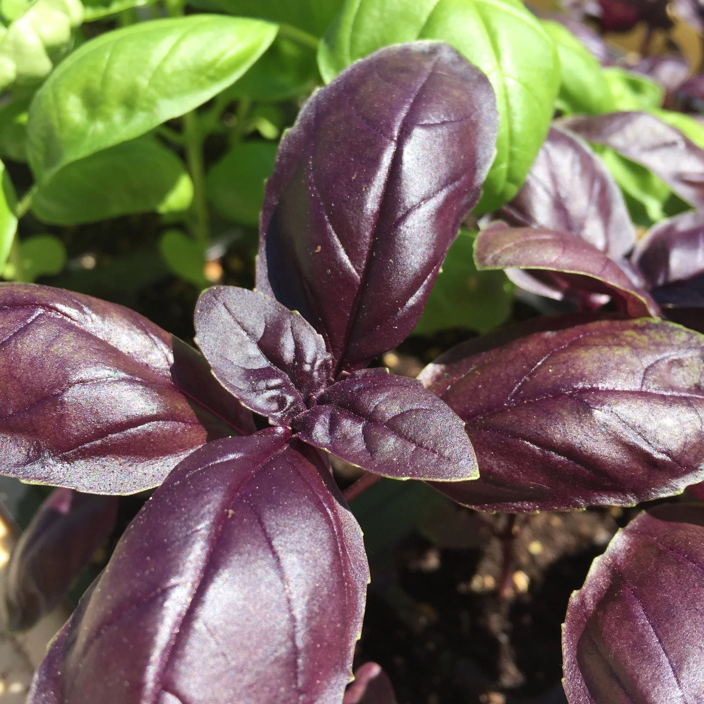 Amethyst Basil