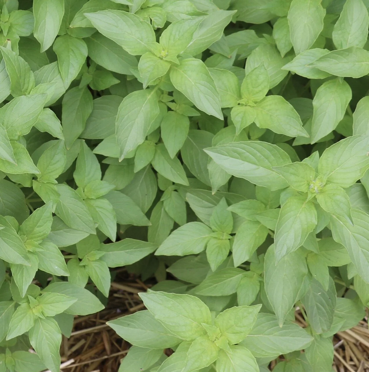 Mrs. Burns Lemon Basil