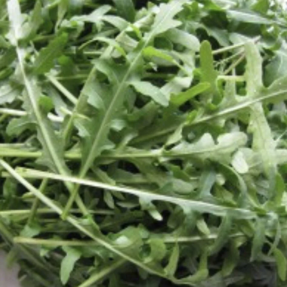 Rucola Selvatica