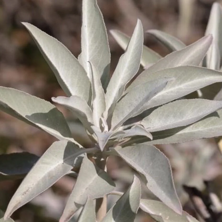 White Sage