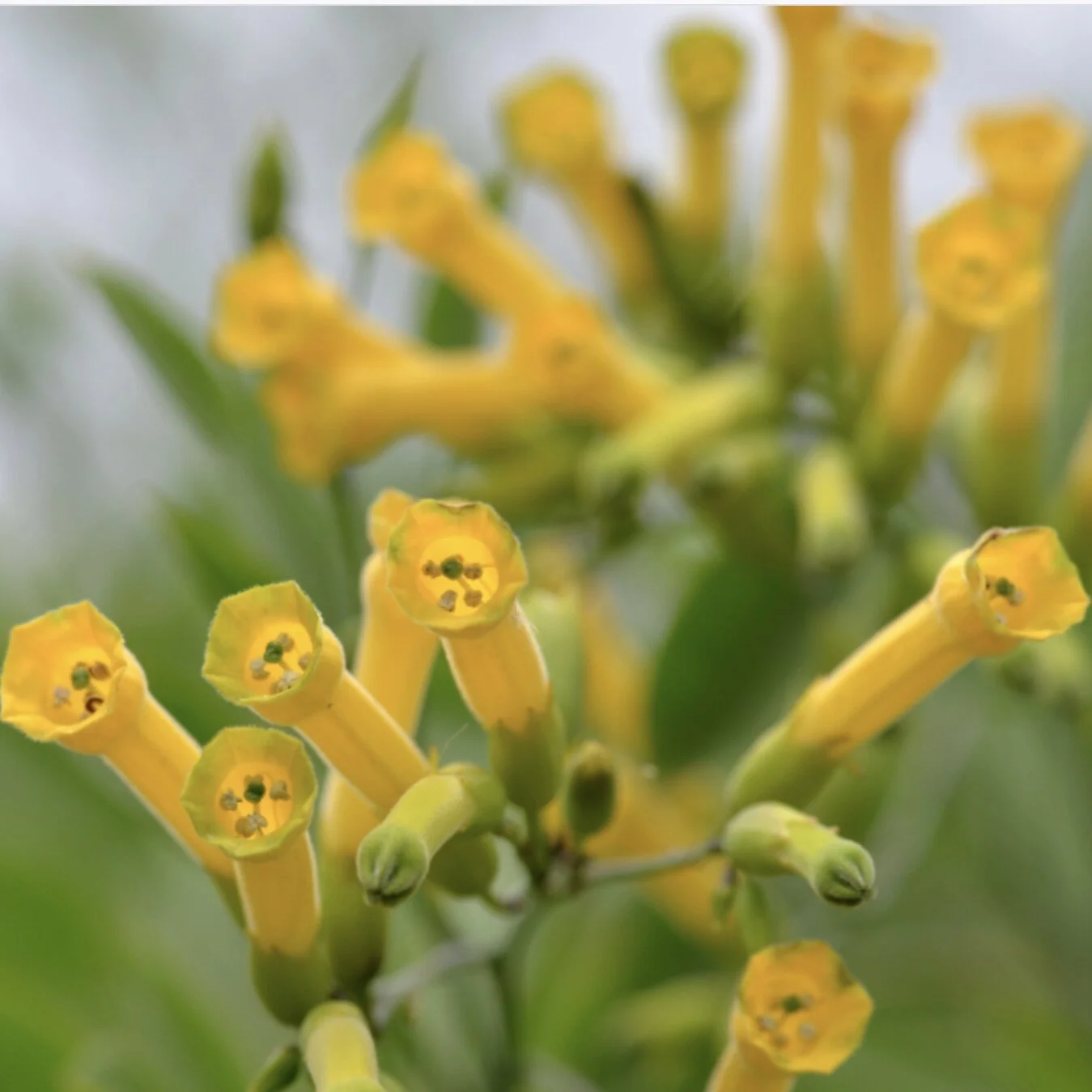 Nicotiana glauca